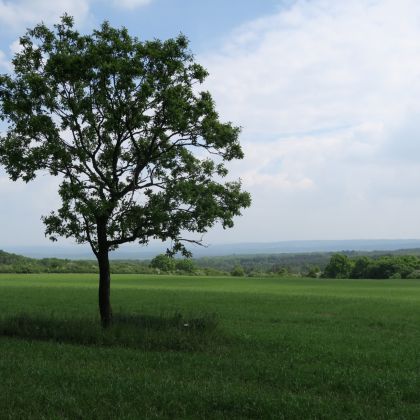 boswandeling in Durbuy