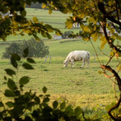 Wandelen rond vakantiehuizen Faro Durbuy